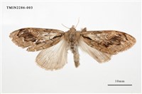 藏品(褐斑毒蛾)的圖片